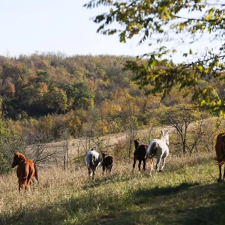 Dharma Horse Shelter & Farmping Siófok