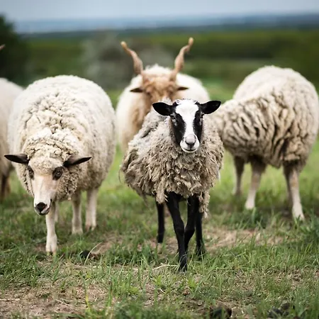 Dharma Horse Shelter Bungalows&farmping Siófok