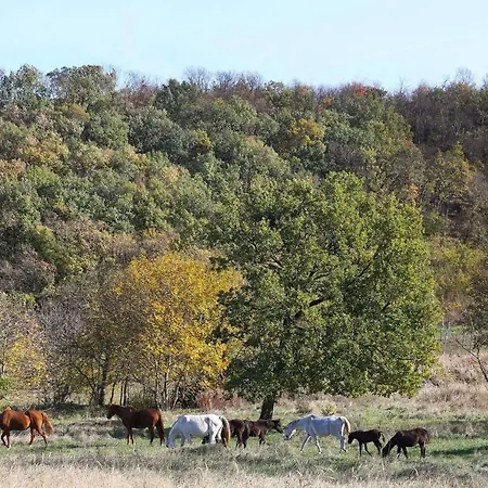 Dharma Horse Shelter & Farmping * שיופוק