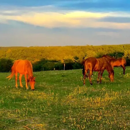 Dharma Horse Shelter & Farmping Kemping Siófok