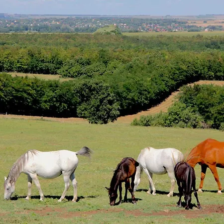 Dharma Horse Shelter & Farmping Campingplads