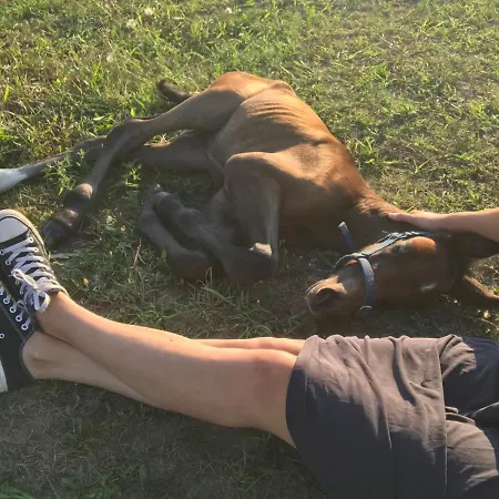 Campingplatz Dharma Horse Shelter Bungalows&farmping