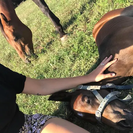 Dharma Horse Shelter Bungalows&farmping Campingplatz