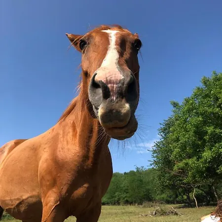 Dharma Horse Shelter & Farmping אתר קמפינג שיופוק