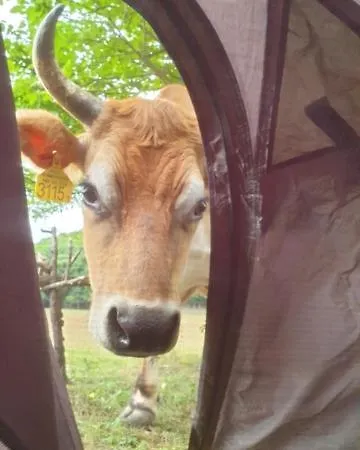 Dharma Horse Shelter Bungalows&farmping *