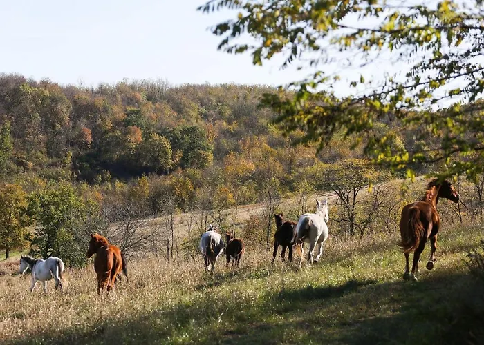Dharma Horse Shelter & Farmping שיופוק