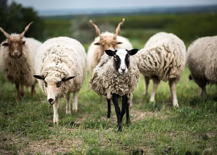 Dharma Horse Shelter & Farmping Siófok