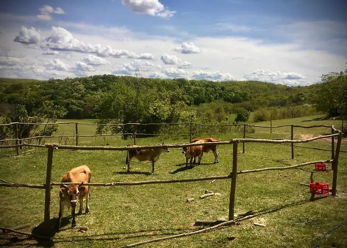 Dharma Horse Shelter & Farmping אתר קמפינג *