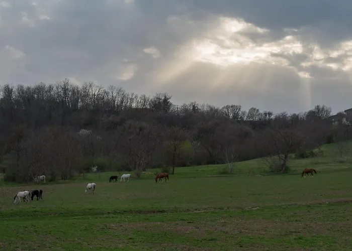 Dharma Horse Shelter & Farmping אתר קמפינג