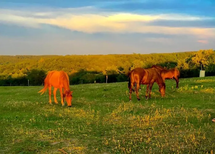 Dharma Horse Shelter & Farmping Campingplads Siófok
