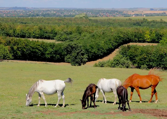 Dharma Horse Shelter & Farmping אתר קמפינג