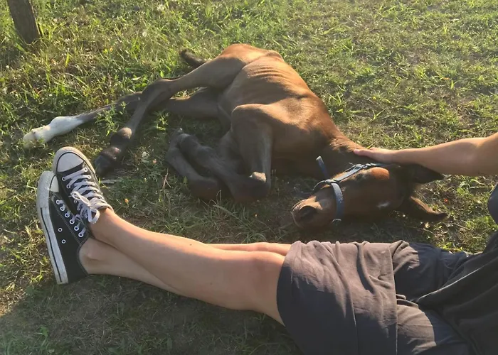 Campingplads Dharma Horse Shelter & Farmping