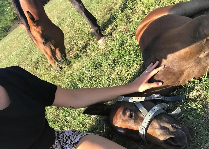 Dharma Horse Shelter & Farmping Campingplads