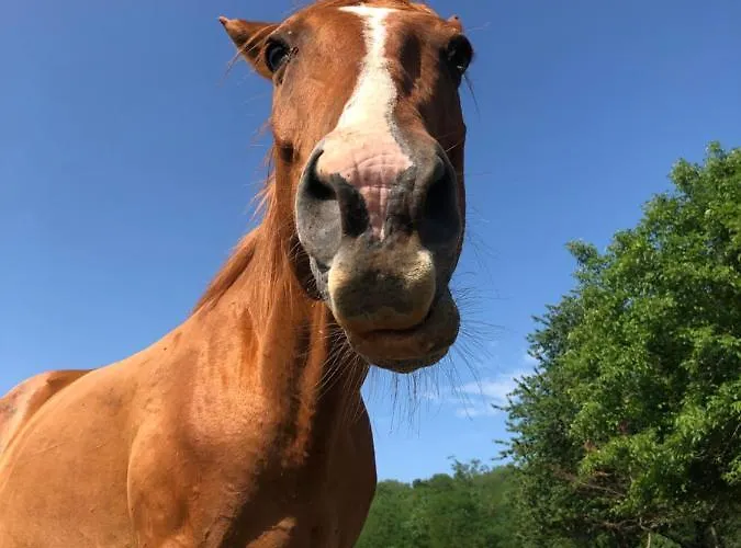 Dharma Horse Shelter & Farmping אתר קמפינג שיופוק